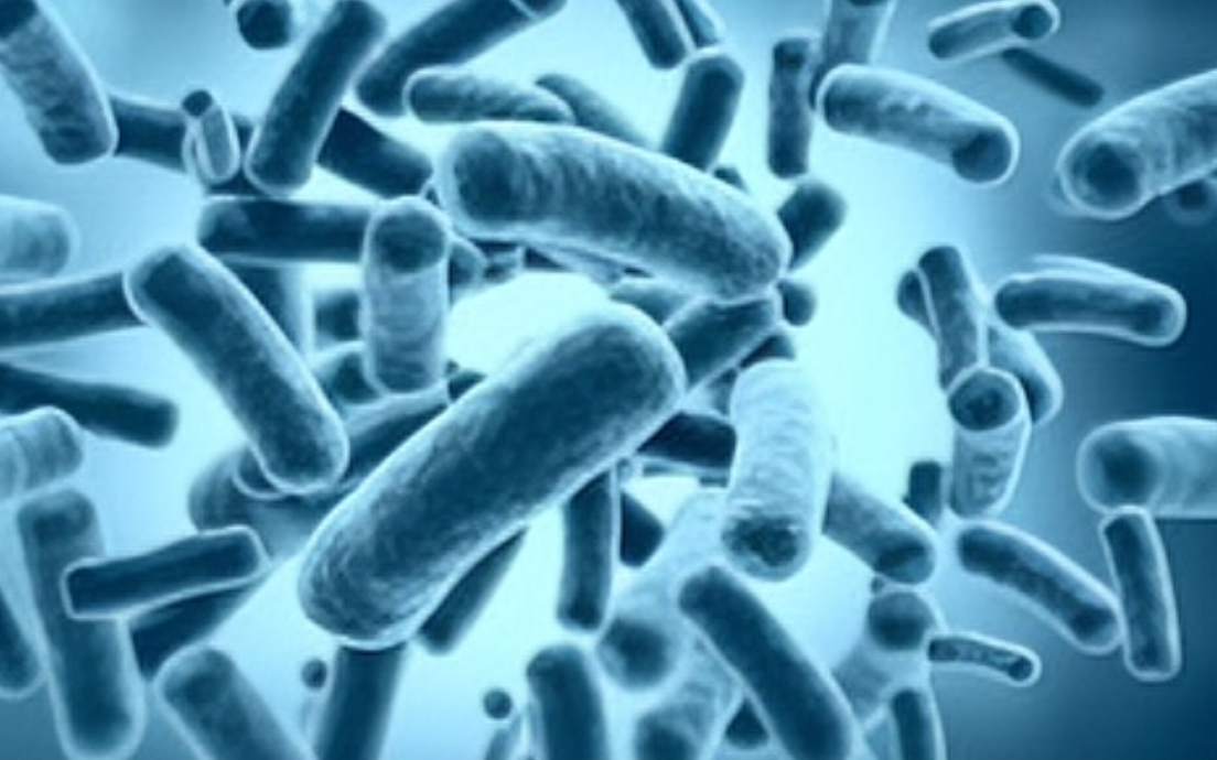 Lactiplantibacillus Plantarum GLP-1 Probiotic