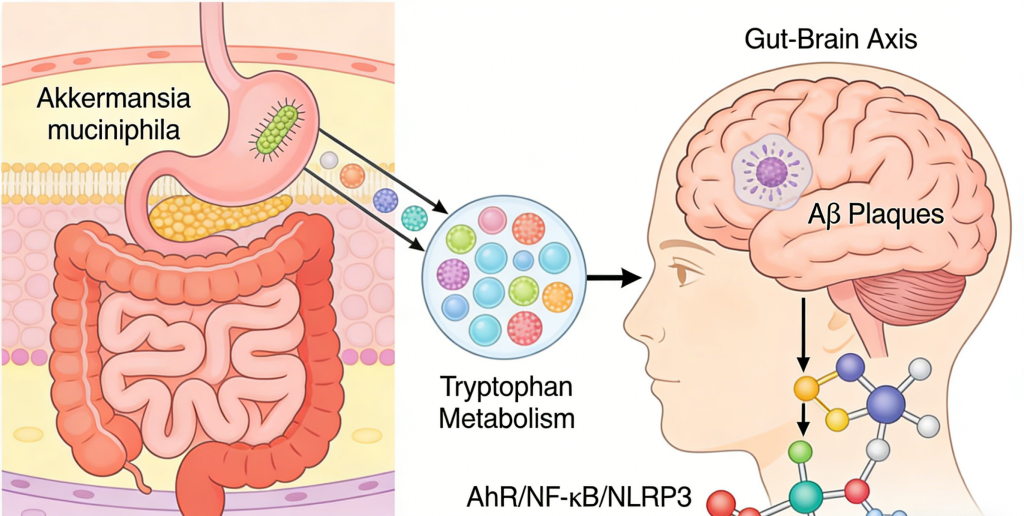Akkermansia muciniphila Improves Alzheimer’s Disease via the Gut-Brain Axis akkermansia muciniphila for alzheimer’s intervention