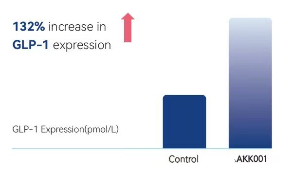 2026 New Clinical Evidence: Pasteurized Akkermansia Muciniphila Mucᵀ for Sustainable Weight Loss Maintenance & Metabolic Health akkermansia muciniphila