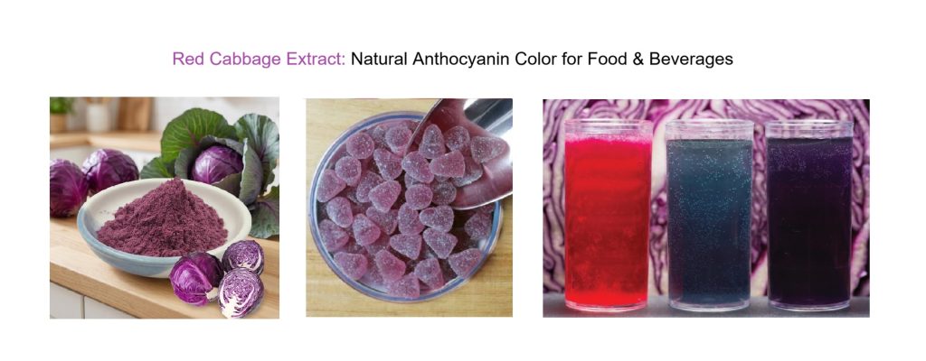 Red Cabbage Anthocyanin: A Natural Purple-Red Food Color for Gummies and Beverages red cabbage extract natural anthocyanin color